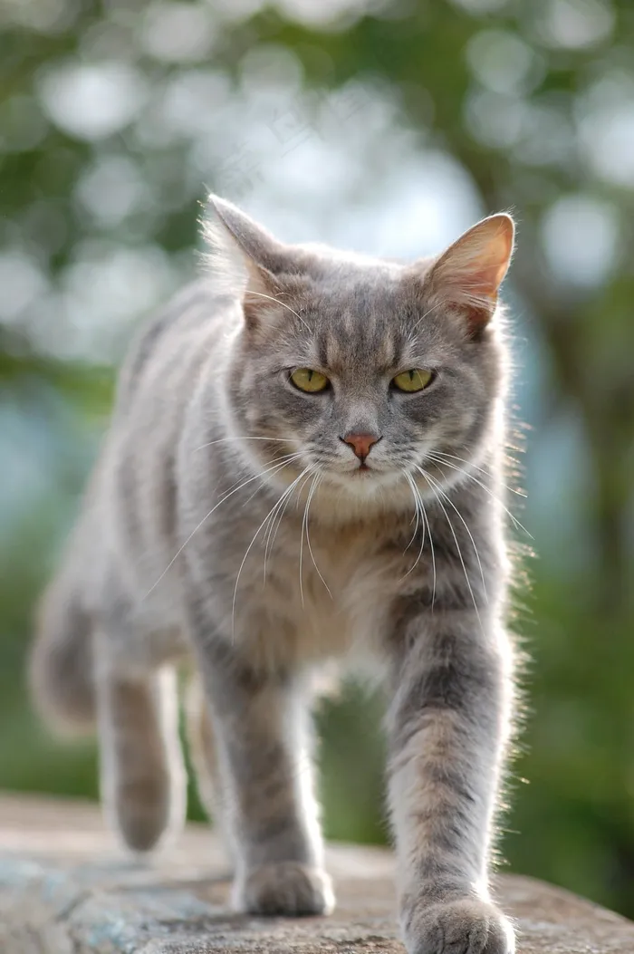 猫，小猫，猫的，基蒂，宠物，动物，家养