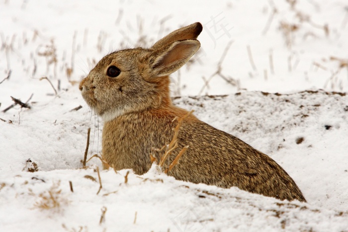 棉尾兔，野兔，野生动物，自然，兔子，雪