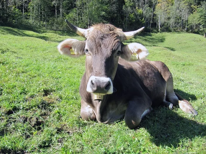 牛，Alm，巴伐利亚，动物，牛，高寒草甸
