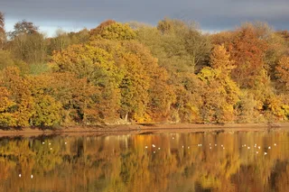 秋，森林，湖泊，水，几点思考，橙色