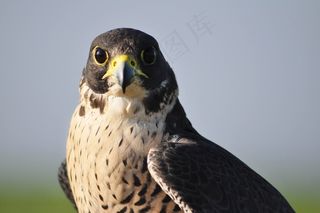 鹰，自然，狩猎，鹰，鸟，显示