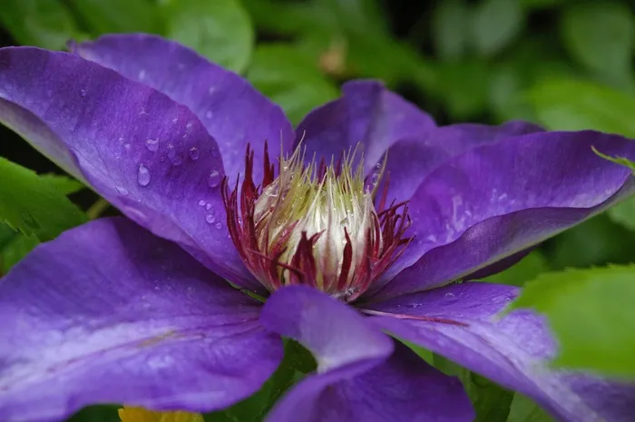 铁线莲，开花，紫，花，紫色，关闭