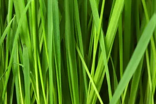 植物,花卉,绿色植物,草丛,禾苗,绿草的有所