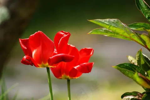 郁金香,红色,鲜花,通过的花 郁金香,红色,鲜花,通过的花