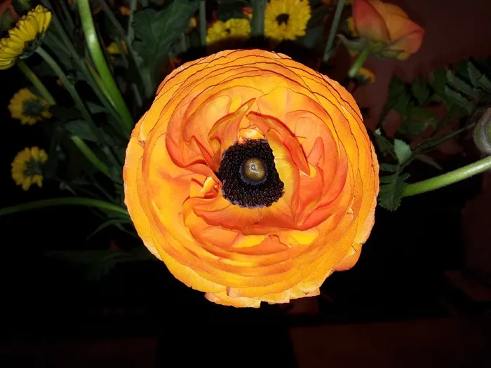 花，自然，橙色