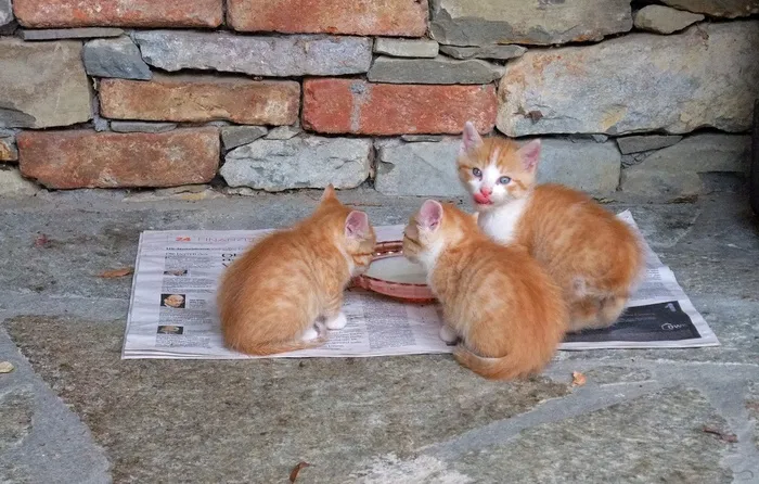 猫，小猫，饲料，可爱，美味，舌头，三