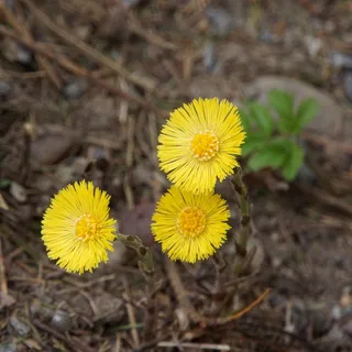款冬，Tussilago Farfara，黄色花