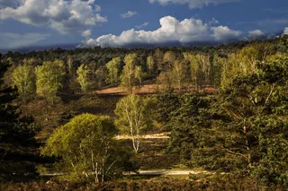 森林，景观，海德，树木，树，自然，徒步旅行