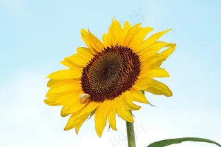 向日葵，黄色，自然，花，夏天，植物