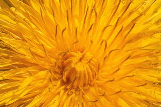 普通蒲公英，蒲公英，花，蒲公英