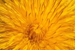 普通蒲公英，蒲公英，花，蒲公英