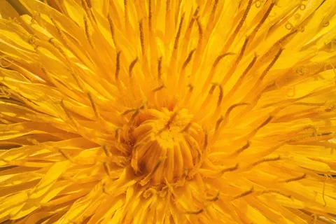 普通蒲公英,蒲公英,花,蒲公英 普通蒲公英,蒲公英,花,蒲公英