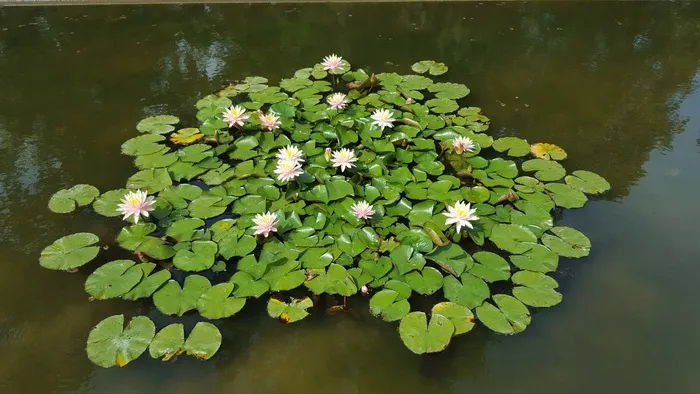 池塘，睡莲，睡莲