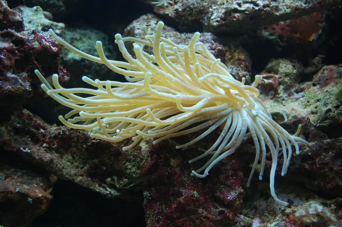 海葵，水族馆，Meeresbewohner，水生物