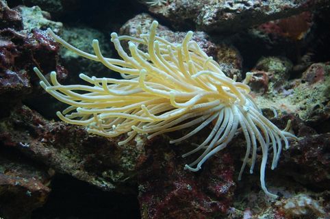 海葵，水族馆，Meeresbewohner，水生物