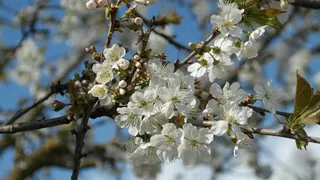鲜花，春天，樱花，白，开花，盛开