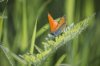 蝴蝶，自然，草，翅膀，着色，橙色