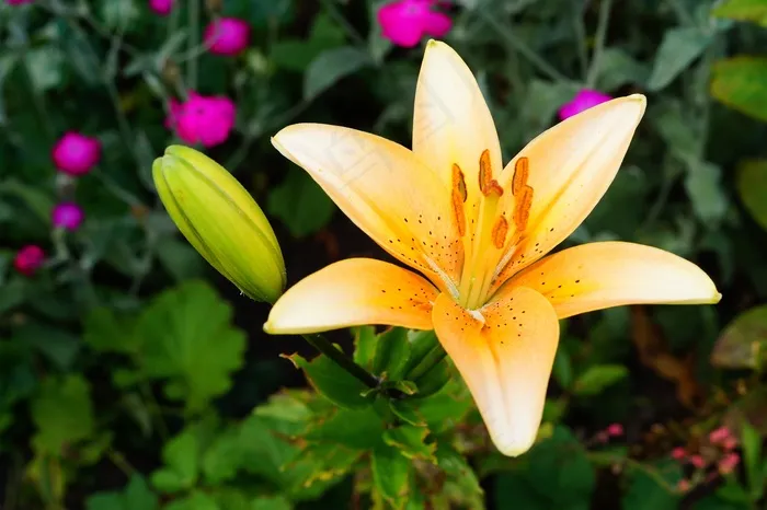 百合，鲜花，橙色，关闭，植物区系，明亮