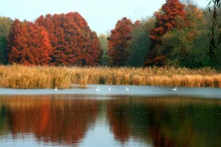 秋景，湖，森林，天鹅，反射，红色，景观