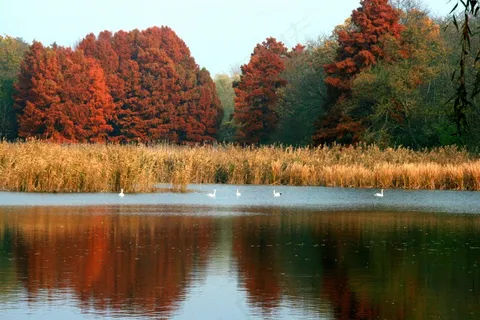 秋景,湖,森林,天鹅,反射,红色,景观 秋景,湖,森林,天鹅,反射,红色,景观