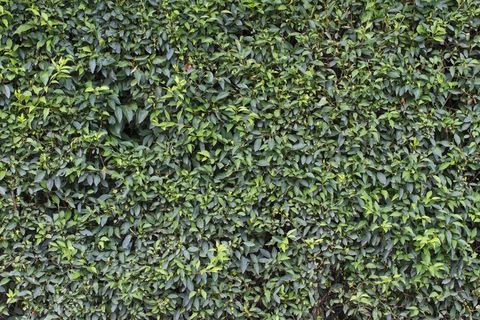 墙，绿色，叶子，床单，花园