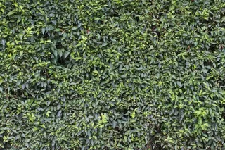 墙，绿色，叶子，床单，花园