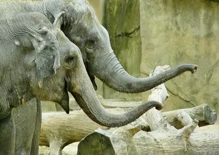 大象，动物，自然，非洲布什大象