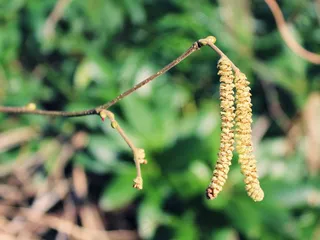 植物，绿色，自然，森林，道路，分支机构，景观
