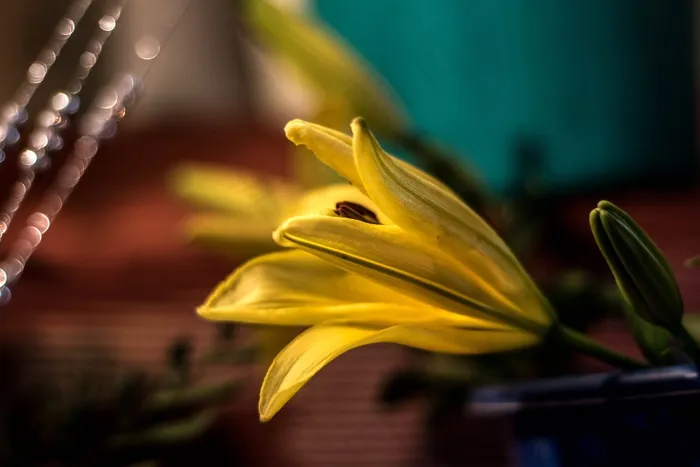 黄百合，花，黄色，百合