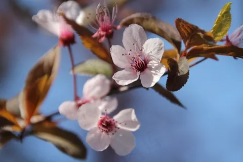 开花,花,植物区系,颜色,白,鲜花 开花,花,植物区系,颜色,白,鲜花
