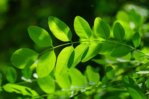 常见的枫树,叶子,绿色,刺槐,叶静脉 常见的枫树,叶子,绿色,刺槐,叶静脉