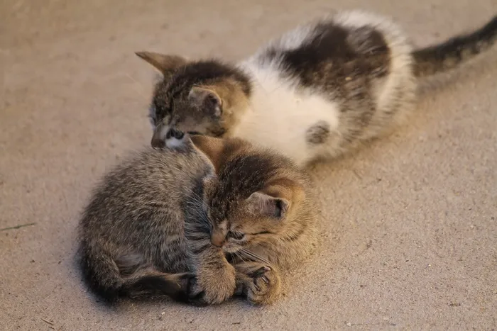 鸟类,小狗,三色猫,猫,异国短毛猫,地毯上的猫