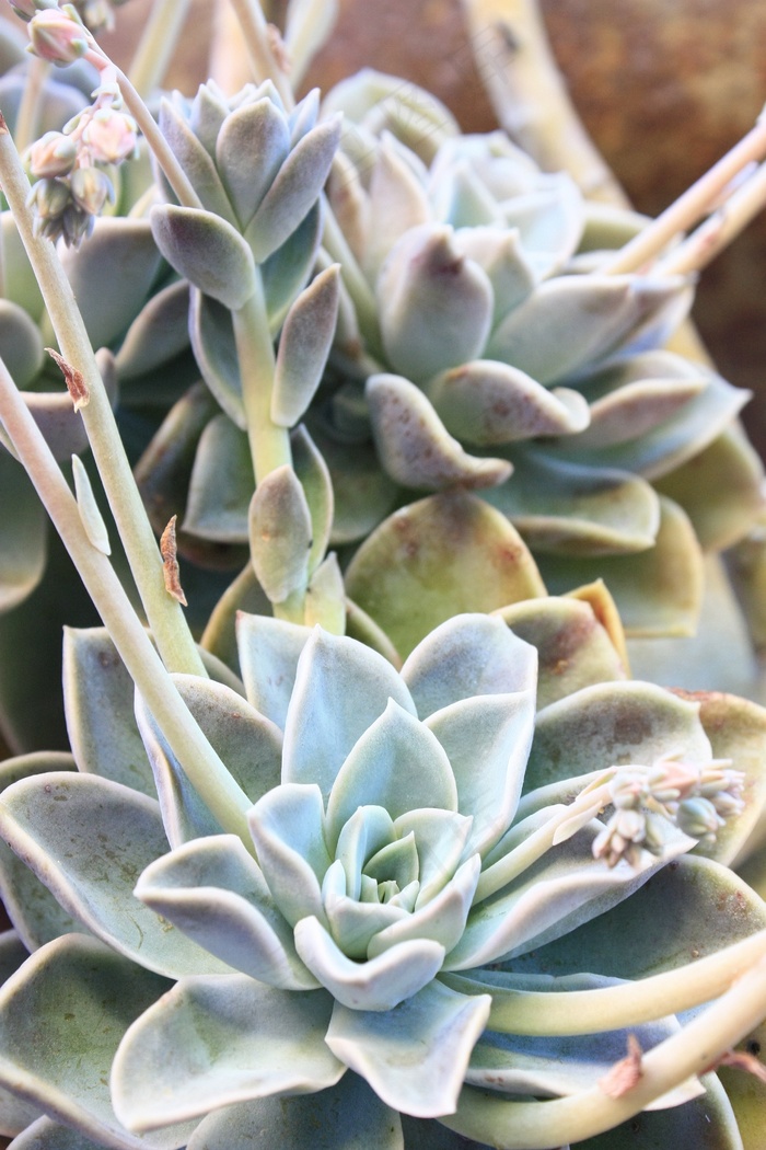 肉质，植物，绿色，自然，花，花园