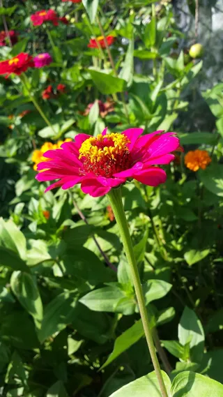 百日草，专业，Panyči，鲜花，夏天，花园