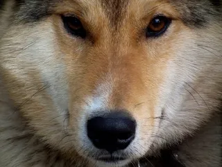 狗，眼睛，リボンとユーロ，小狗，动物，莱卡，红发，宠物