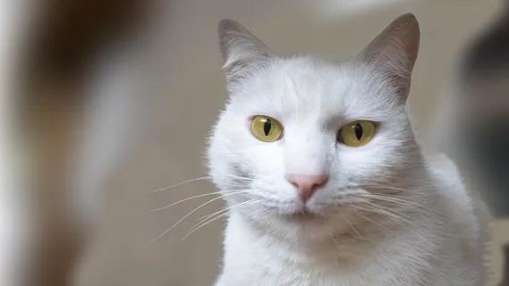 猫,动物,家猫,白色,猫的,宠物,小猫 猫,动物,家猫,白色,猫的,宠物,小猫