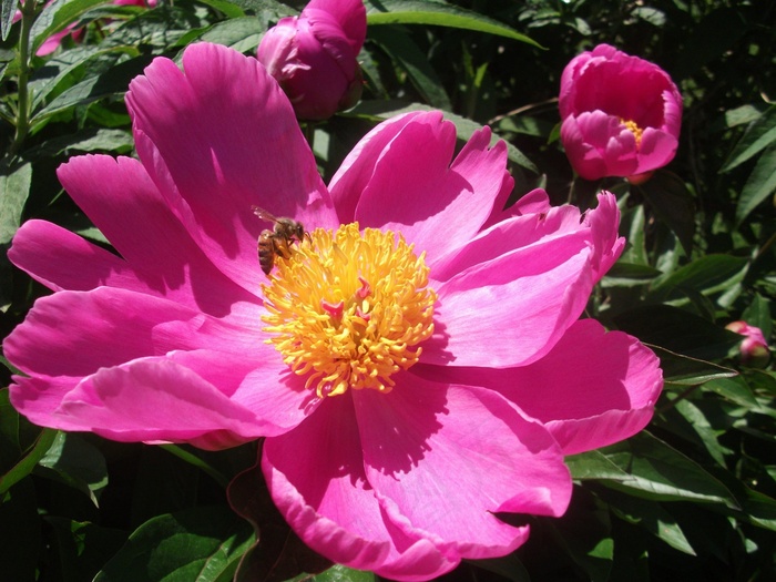 牡丹，花，粉红色，春天，开花，花的，自然