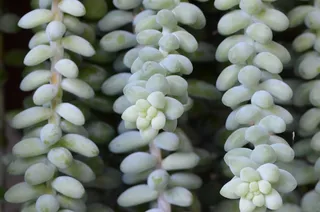 植物，花园，叶子，植物学，园艺，农业