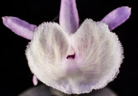 野生兰花，兰花，白紫，开花，盛开