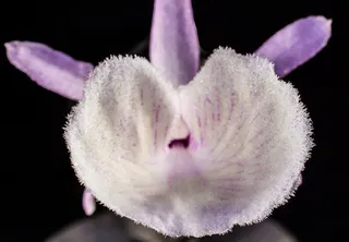 野生兰花，兰花，白紫，开花，盛开