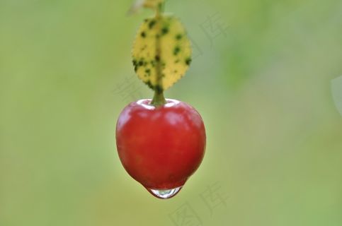 浆果，自然，自然，夏天，红色，叶，花园，绿色