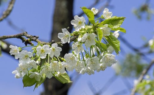 樱花，开花，春天，白，树