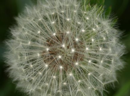 蒲公英，春天，路边，野花