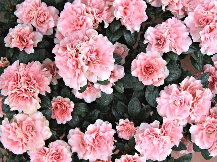 鲜花，杜鹃花，粉红色的花朵，玫瑰，花园，罗莎