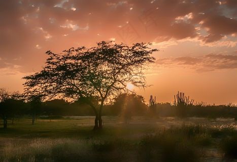 玛格丽塔岛，日落，树木，景观，风景名胜