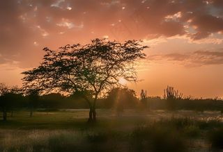 玛格丽塔岛，日落，树木，景观，风景名胜