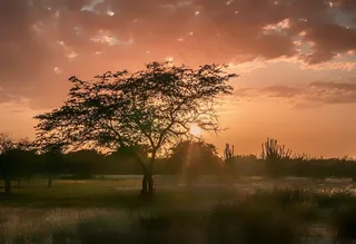 玛格丽塔岛，日落，树木，景观，风景名胜