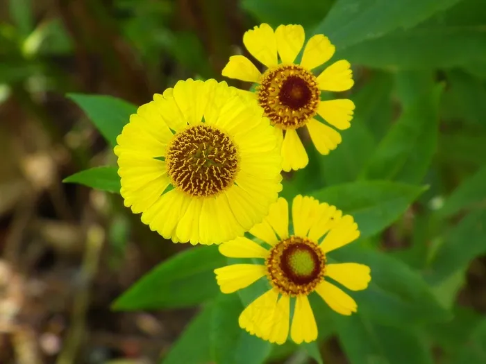 鲜花，黄色的花，花，黄金菊，黄色