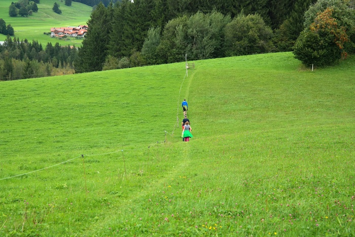 流浪者，远足，报道，绿色，多汁，路径，步行