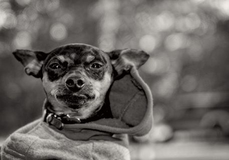 狗，动物，宠物，迷你杜宾犬，犬，小狗